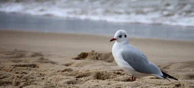 Îles de la Frise du Nord